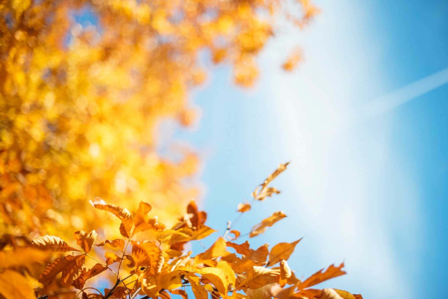 Autumn Leaves in the sun